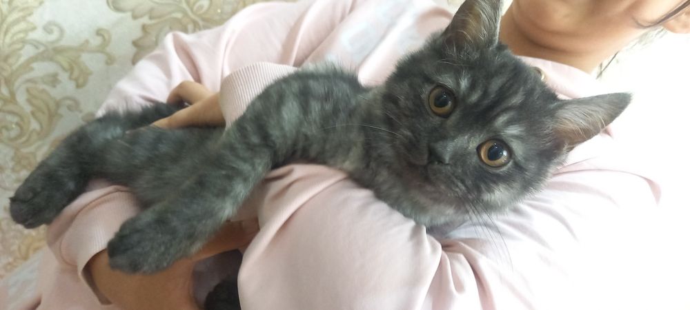 Порода:Британская кошка