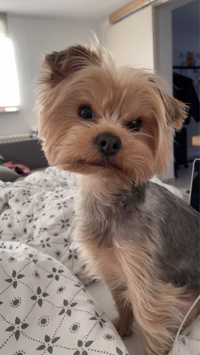 Кобель йоркширского терьера для вязки