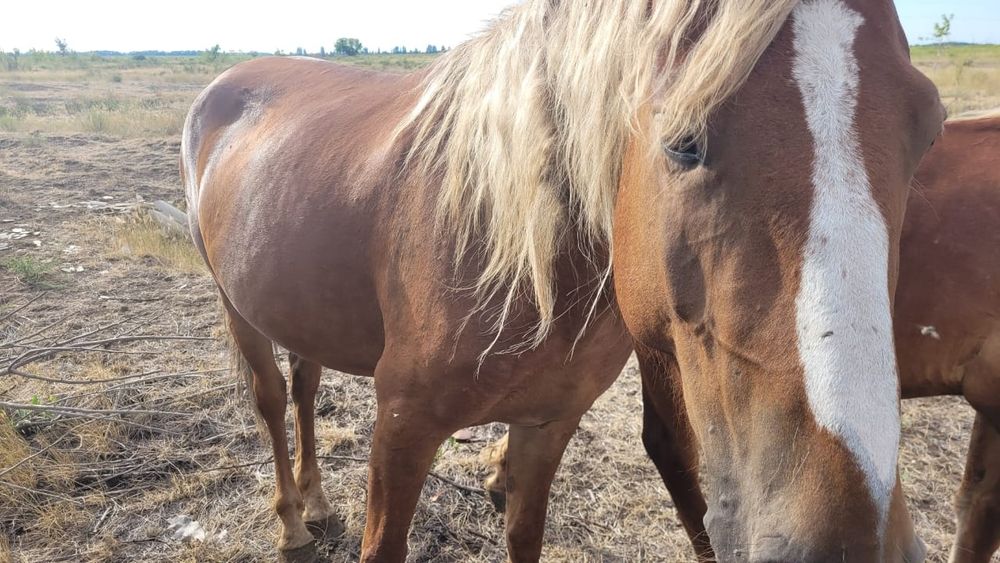 Лошади бараны крс