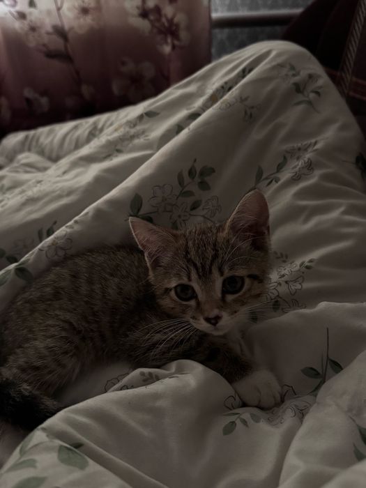 отдам котенка даром