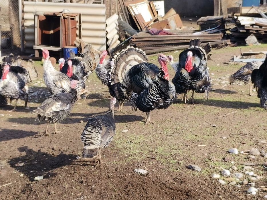 Продаются Индюки