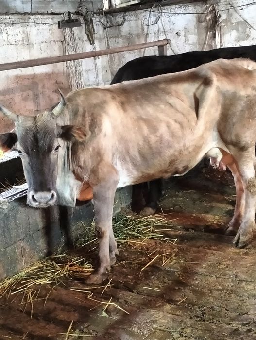 Сельхозживотное карова