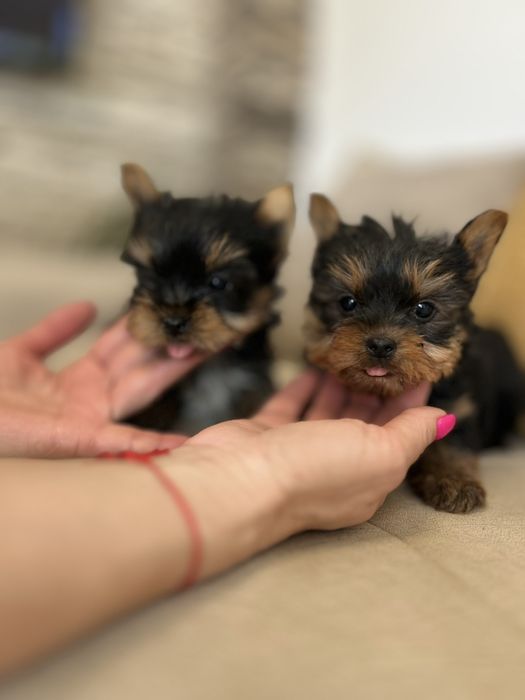 Йоркширски териер