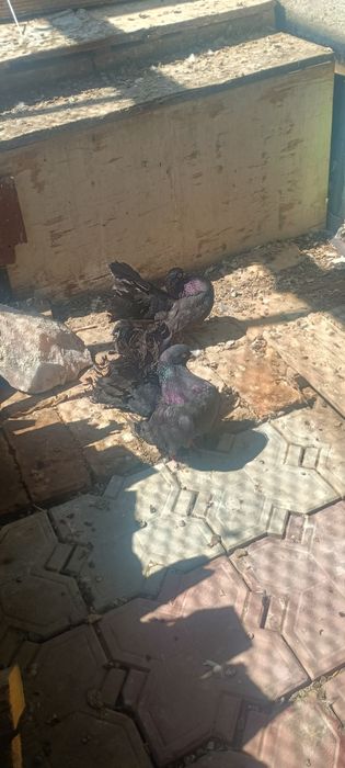 Голуби Павлины жуки