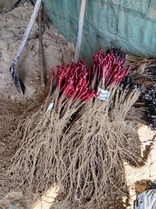 Butasi vita de vie anul 3