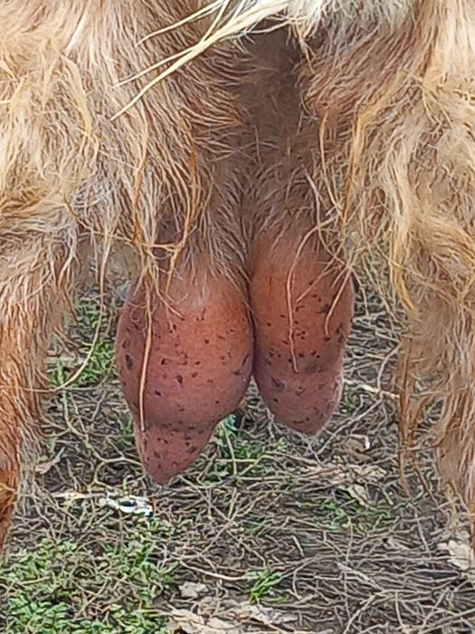 Vând 2 capre (francez alpina și românească)