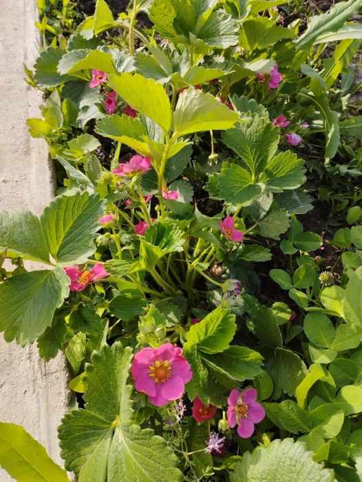 Рассада клубники ФЛОРИАН