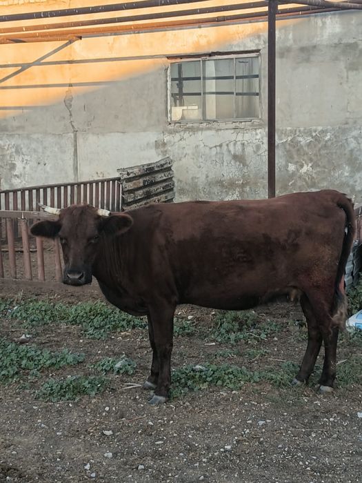 Продам коров молочного направления