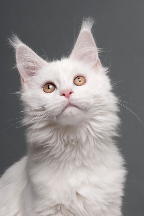 БЕЛОСНЕЖКИ  котята - кунята