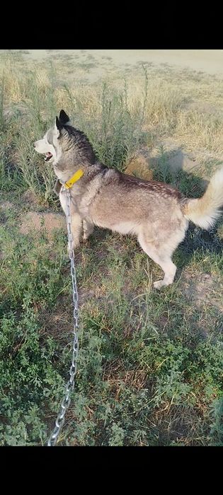 Xaski 7 oylik urğochi 100$ kelishtirib beramiz