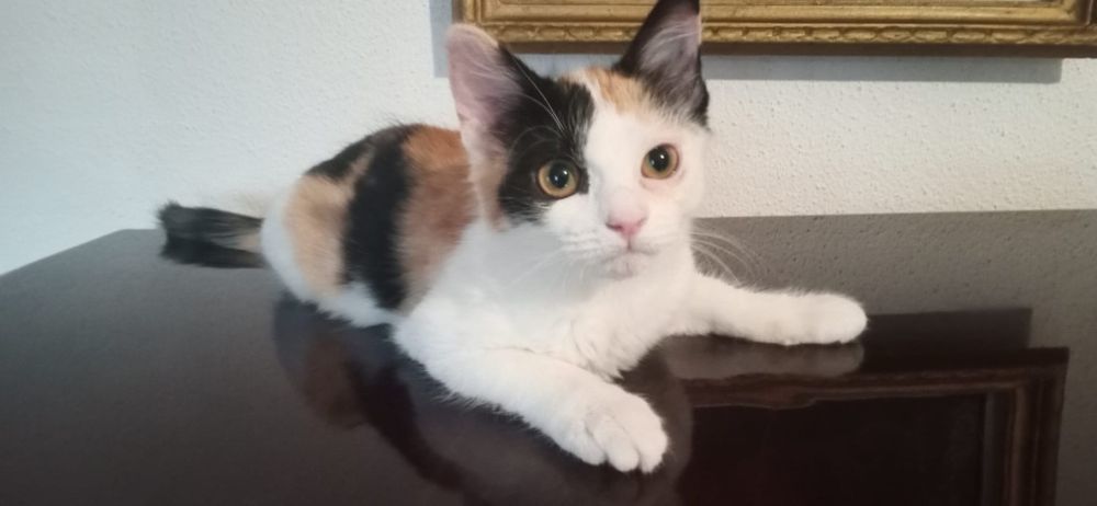 Donez pisicuță jucăușă