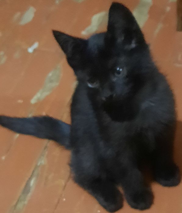 Отдадим котят в хорошие руки