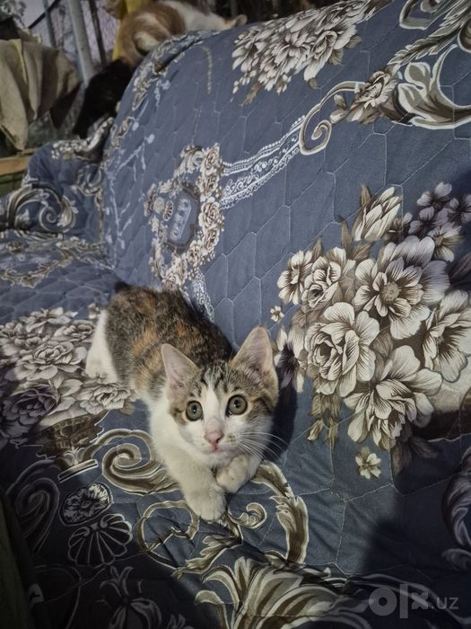 Отдадим бесплатно красивых котят