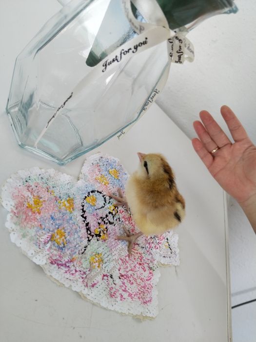 Продам цыплят двухсуточных