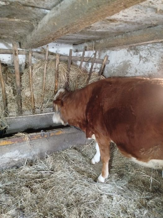 Vaca balțata de 3 ani