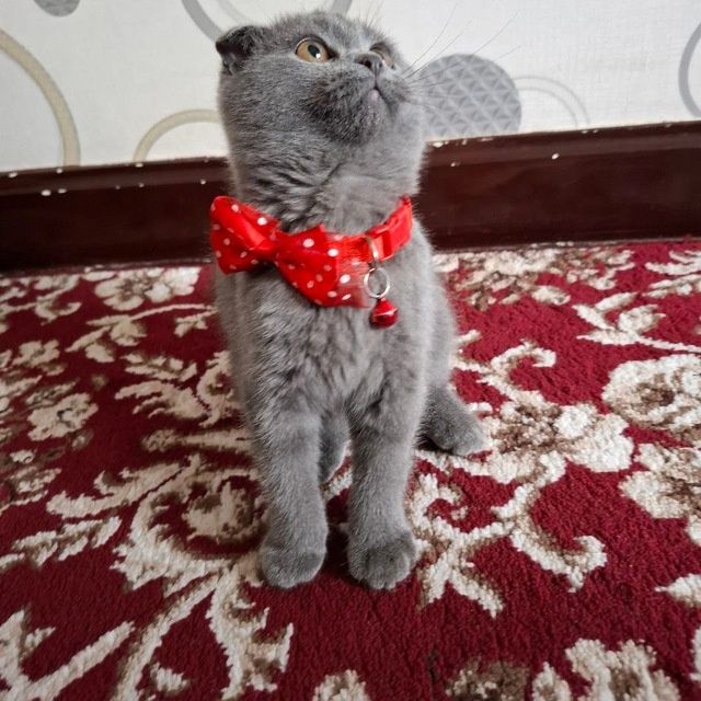 Zotdor mushuk scottish fold 7oylik qiz bola