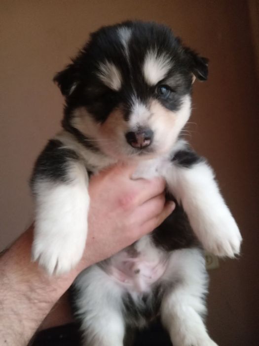 Продаю щенков ХАСКИ!