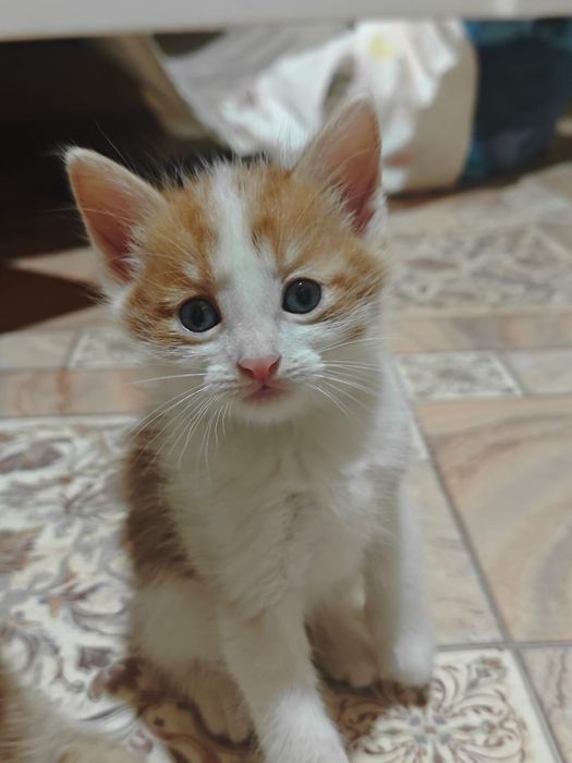 Отдам котят в хорошие руки.