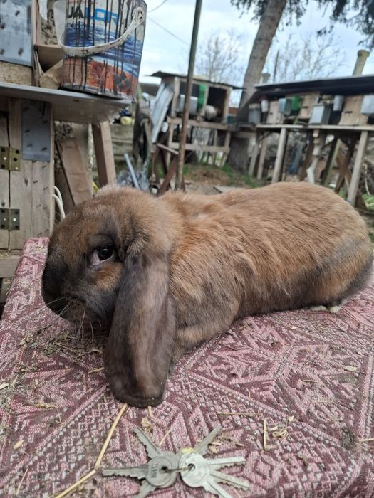 Петли и Кочовати зайциза разплод.Астралорп и Арауйана