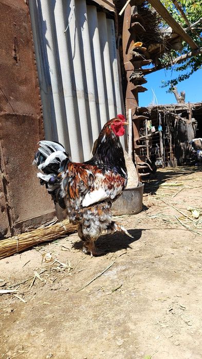 Кораз сатылади Багаси келисимли
