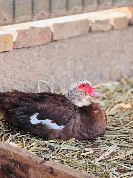 Индаутка сатылады