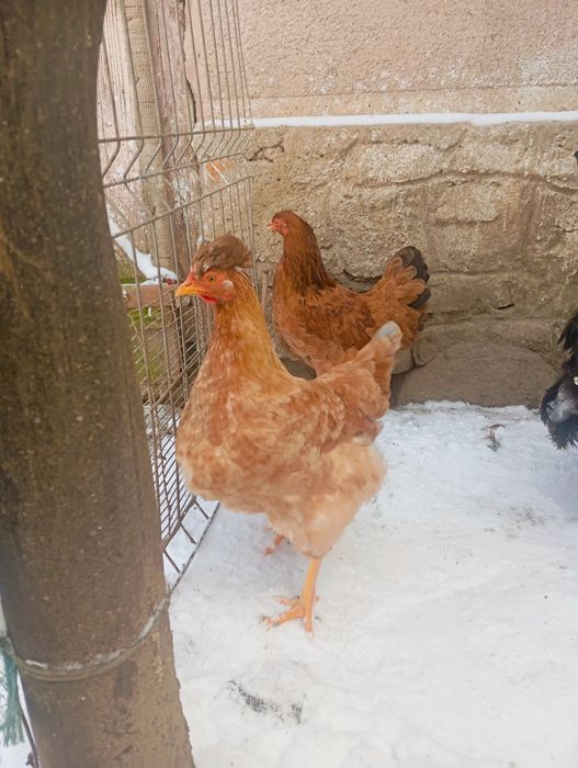 Vând 2+1 cocoș și puicuțe