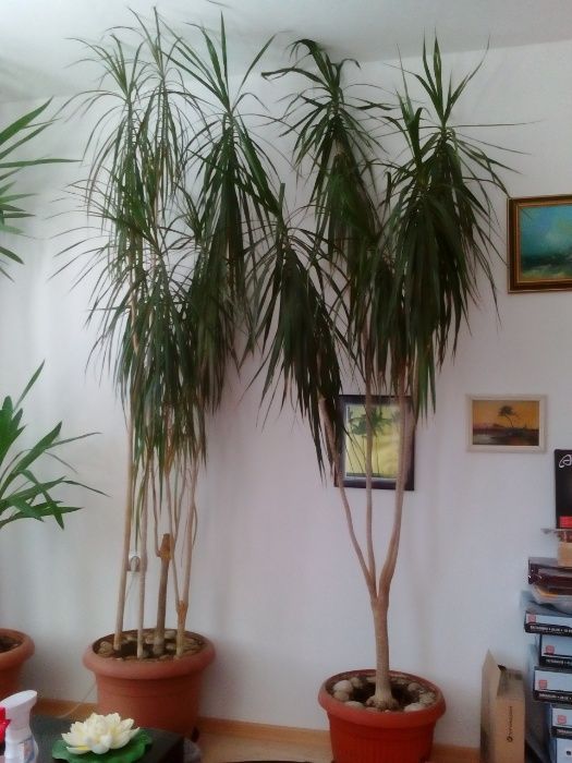 Продавам Палма Драцена