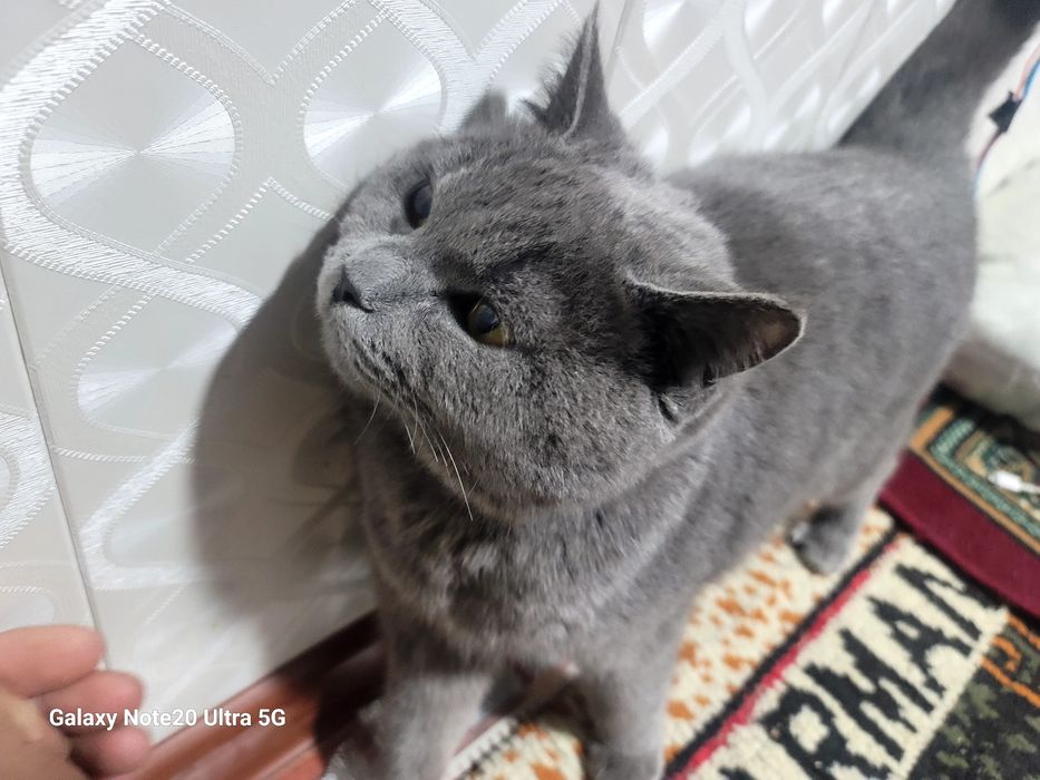 Mushuk zotli skod fold