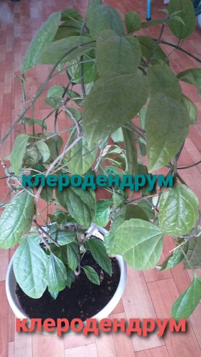 Продам комнатные цветы 50 горшков