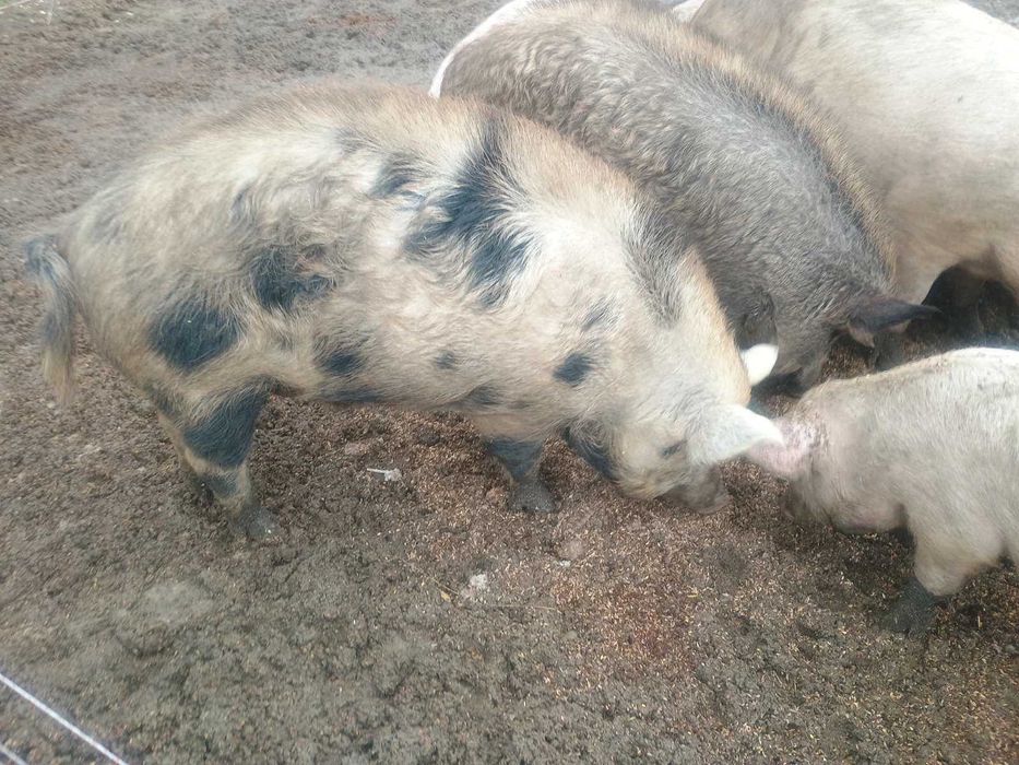 Продавам прасета