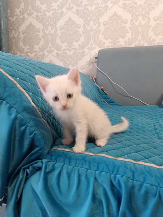 Отдам даром котенка