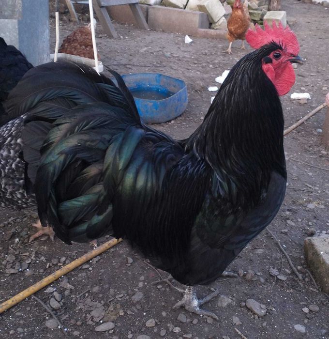 Cocos austrolorp de expozitie