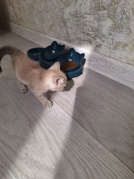 Продается котенок