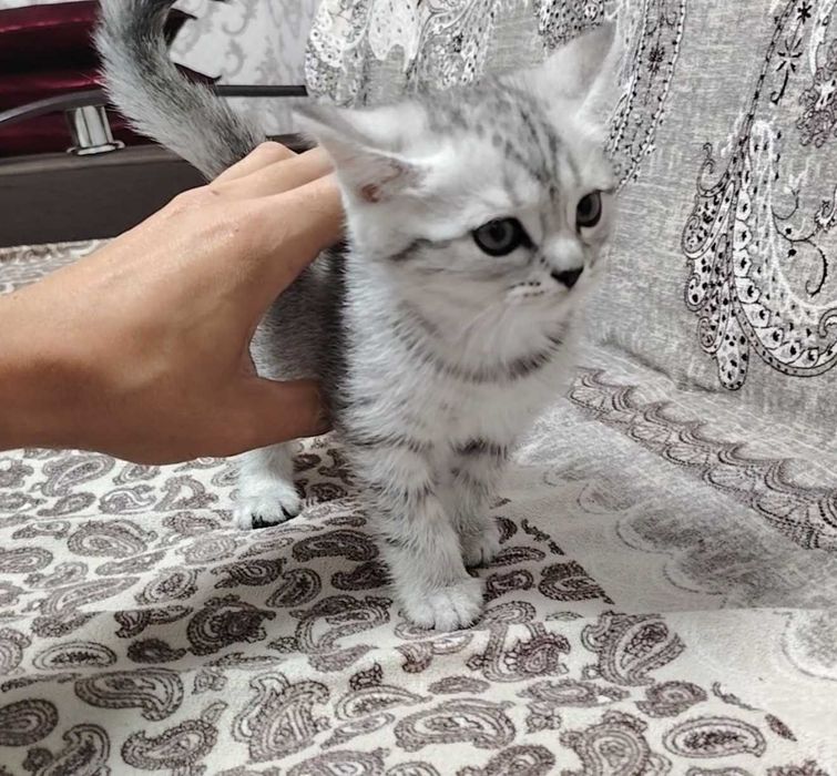 Шотландка мушук болалари 2 ойлик