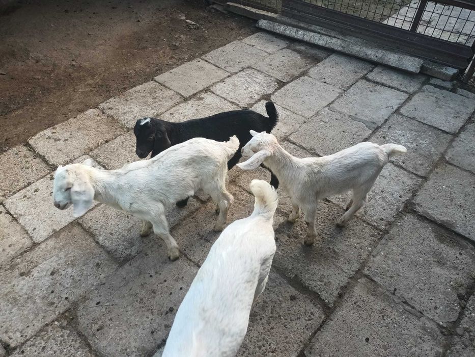 Iezi anglo nubieni - saanen