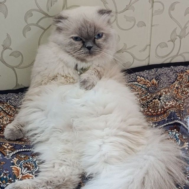 Mushuk sotiladi.