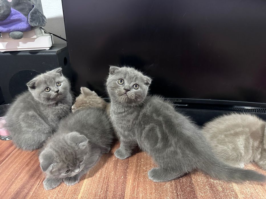 British shorthair