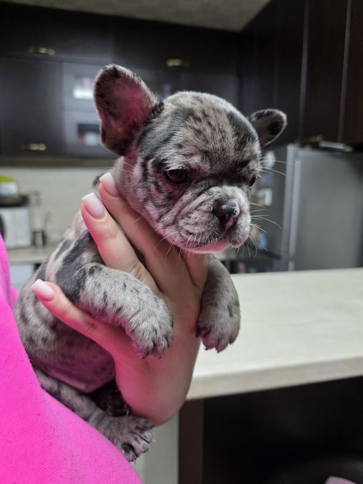 Бебета френски булдог