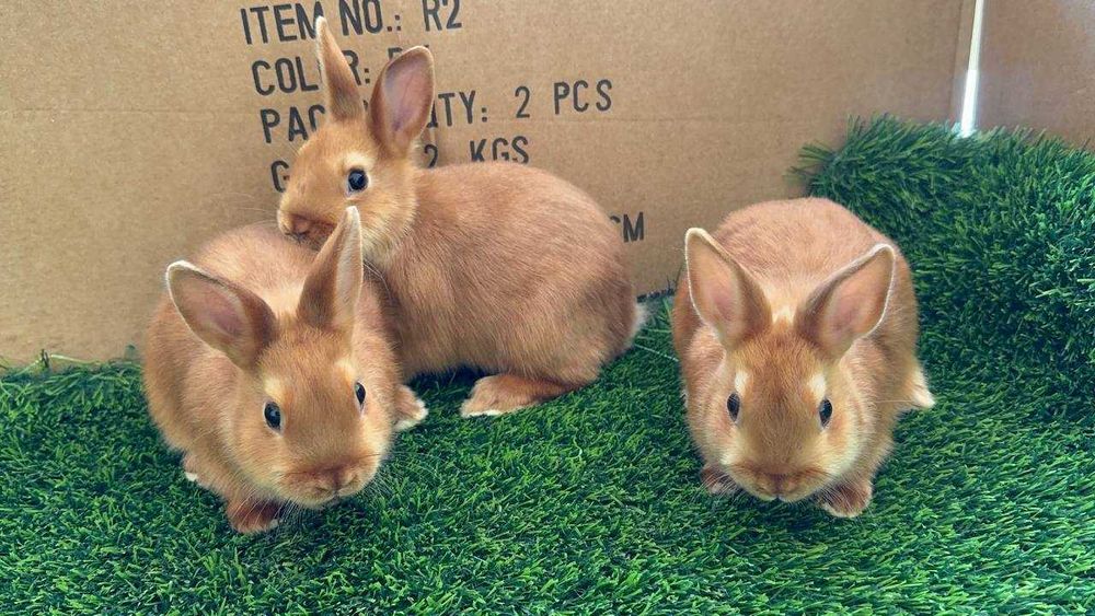 Карликовые кролики / Karlik quyonlar