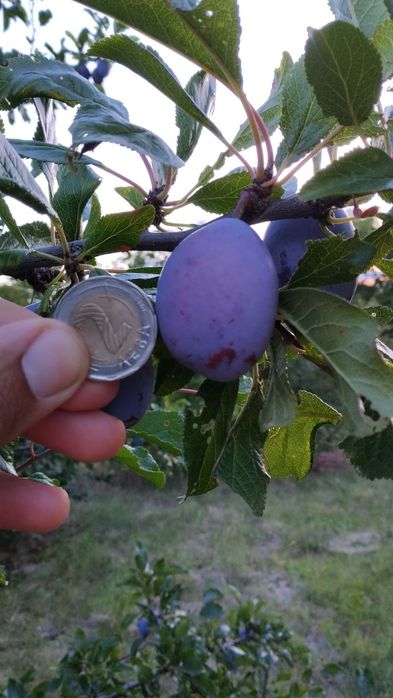 Продавам синя слива за ракия и компоти