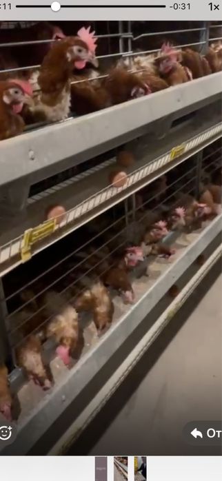 Продается птицефабрика