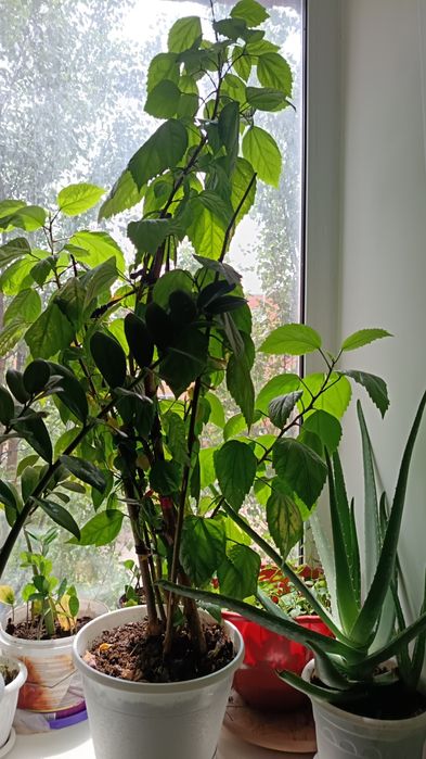 Комнатные цветы Роза