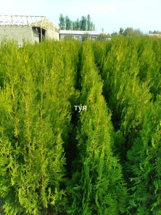 Арча. Сасна туя книжный можовелник