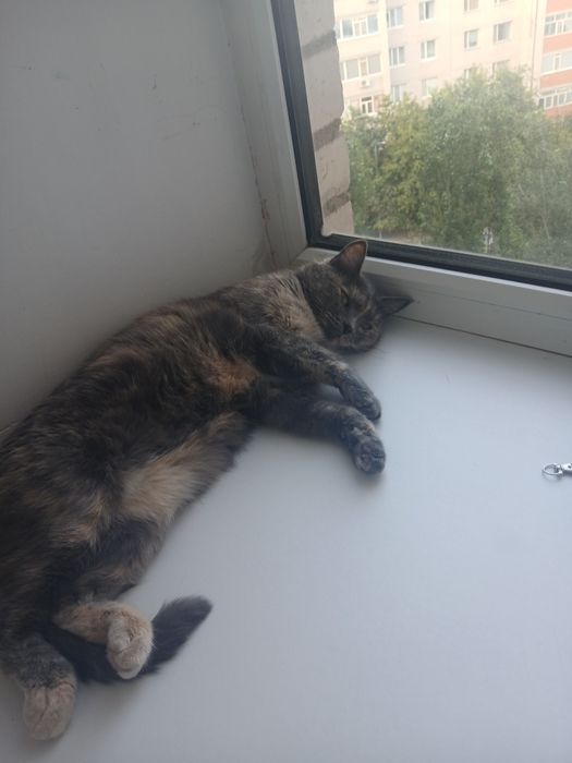 Отдам кошку, в добрые руки!