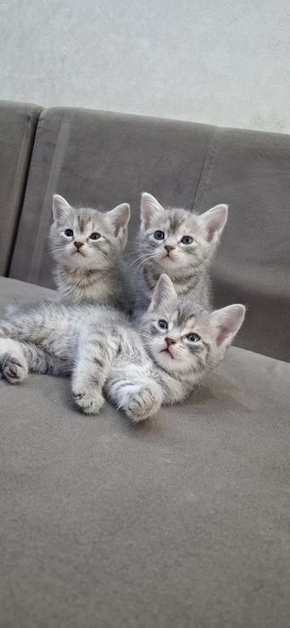 Британские котята