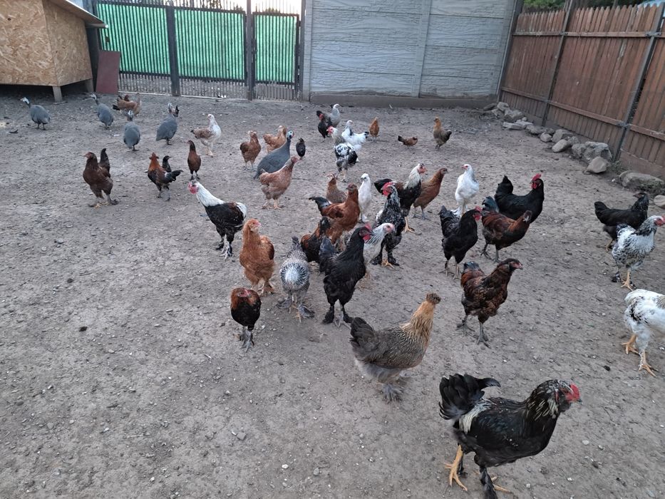 Rațe de carne, pui de curca și pui de găină