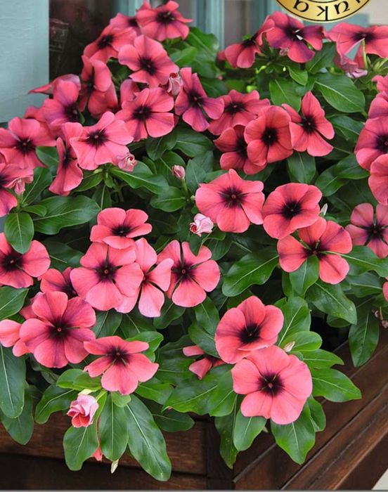 Комнатные расписания