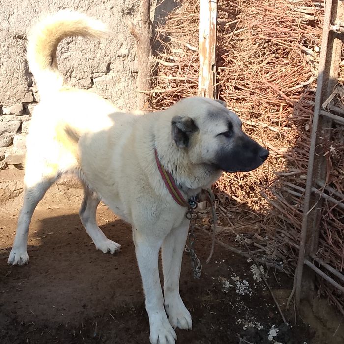 (Turkiya). Kangal zotli it   1 yoshar  2/5 mln  mln Man