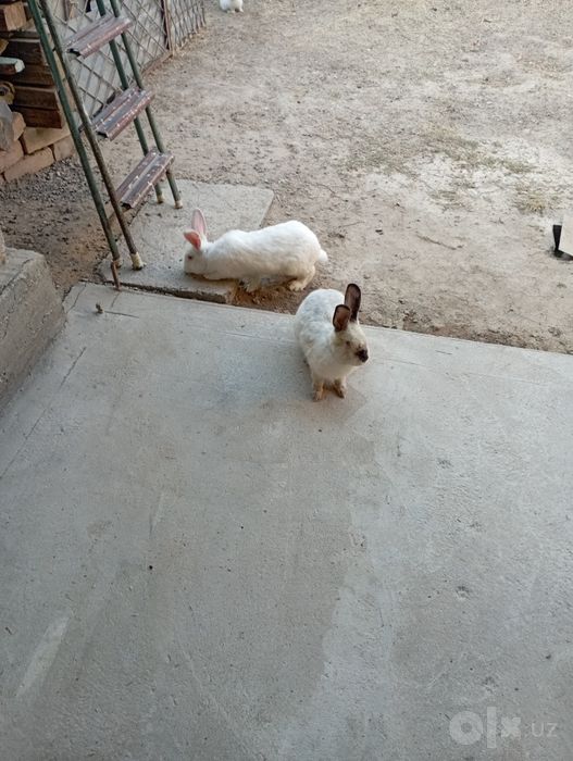 Quyon oilasi, Otasi xikol, onasi Kaliforniya. 3 ta bolasi bor 2 oylik