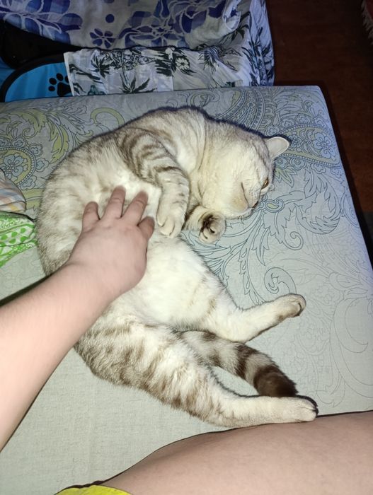 котята девочка шотландские